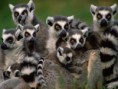 /album/els-animals-2n-eso/lemur-jpg1/