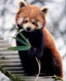 /album/els-animals-2n-eso/panda-vermell-jpg1/