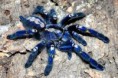 /album/els-animals-2n-eso/tarantula-blau-jpg1/